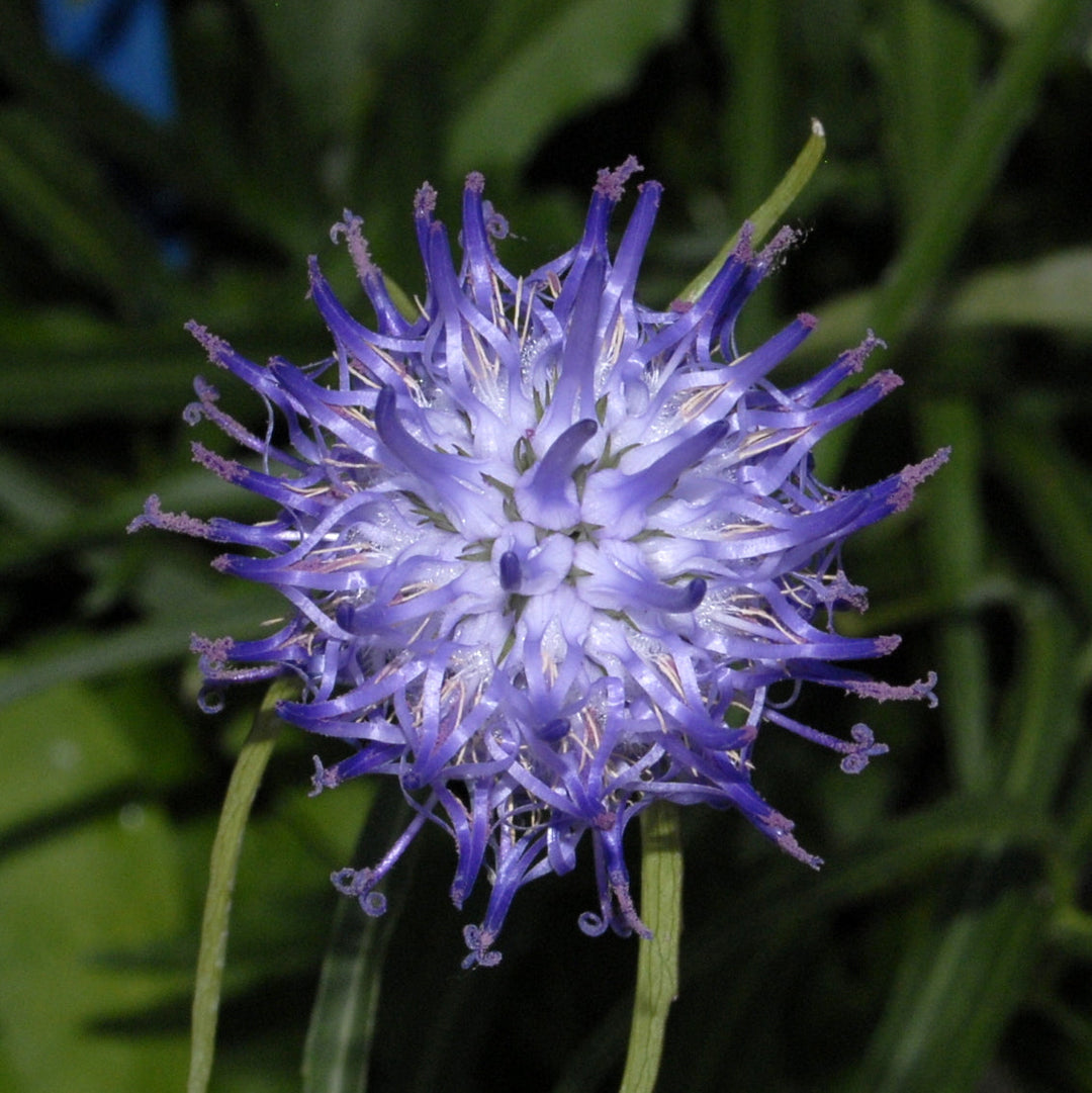 phyteuma scheuchzeri flower seeds