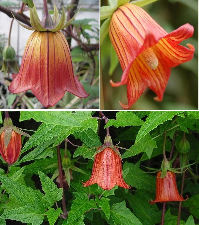 Oranger Kanaren-Glockenblumen Samen – Alte Sorte, gentechnikfrei, hohe Keimrate, Bio-Gartensamen zum Pflanzen