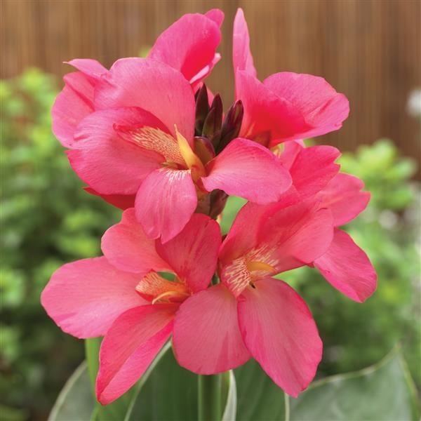 Canna Lily Flower Seeds Pink – Heirloom, Non-GMO, High Germination Organic Garden Seeds
