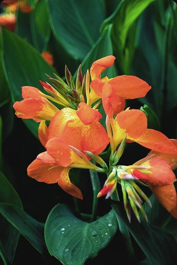 Orange Canna Lilly Flower Seeds – Heirloom, Non-GMO, High Germination Organic Garden Seeds