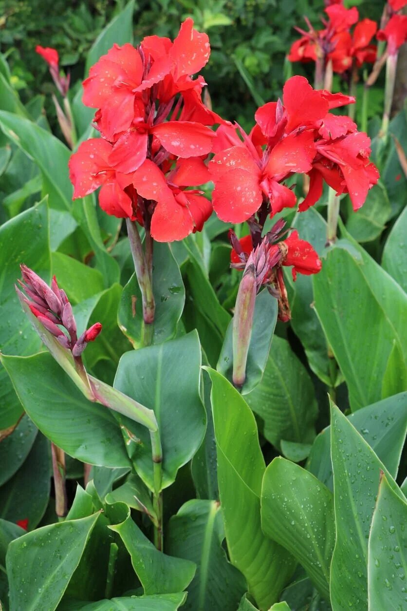 Red Canna Lily Flower Seeds – Heirloom, Non-GMO, High Germination Organic Garden Seeds