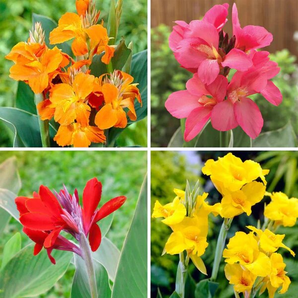 Mixed Canna Lily Flower Seeds – Heirloom, Non-GMO, High Germination Organic Garden Seeds