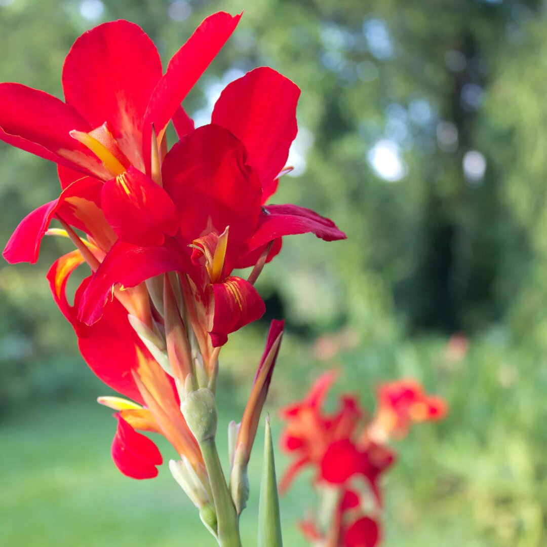 Red Canna Lily Flower Seeds – Heirloom, Non-GMO, High Germination Organic Garden Seeds