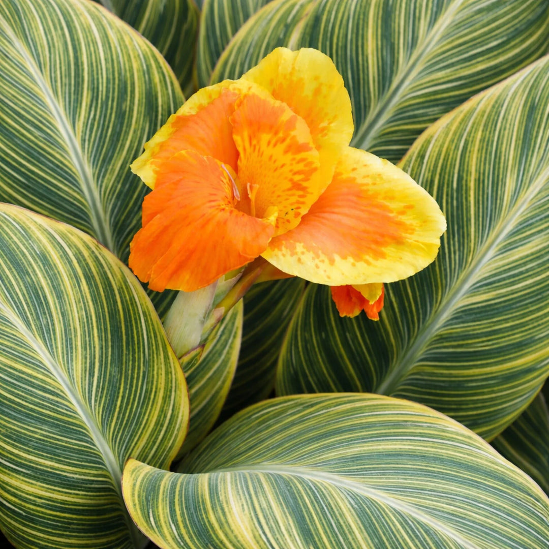 Orange Pretoria Flower Seeds – Heirloom, Non-GMO, High Germination Seeds