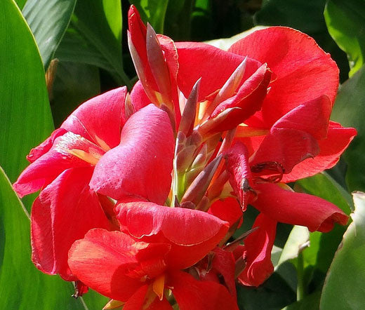 Red Cananga Flower Seeds – Heirloom, Non-GMO, High Germination Seeds