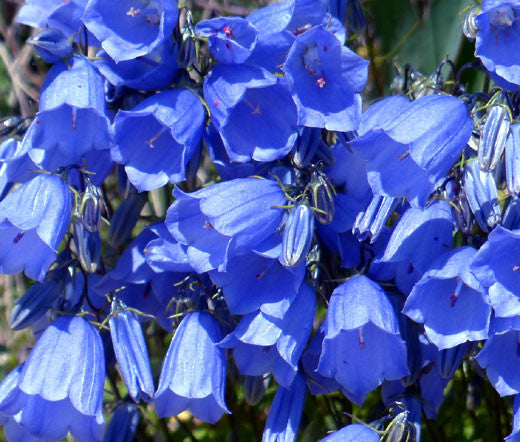 Blue Campanula Flower Seeds – Heirloom, Non-GMO, High Germination, Organic Seeds