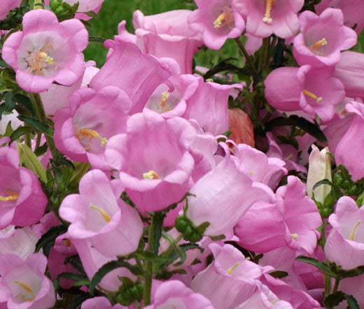 Semillas de Campanilla Rosada – Variedad antigua, sin OGM, semillas de alta germinación para sembrar