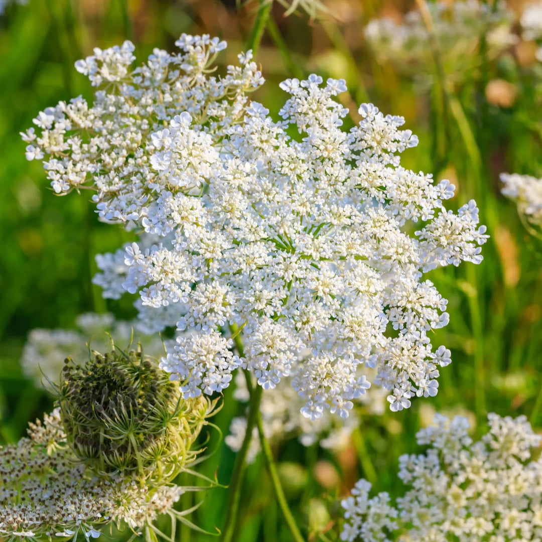 Caraway Herb herb seeds