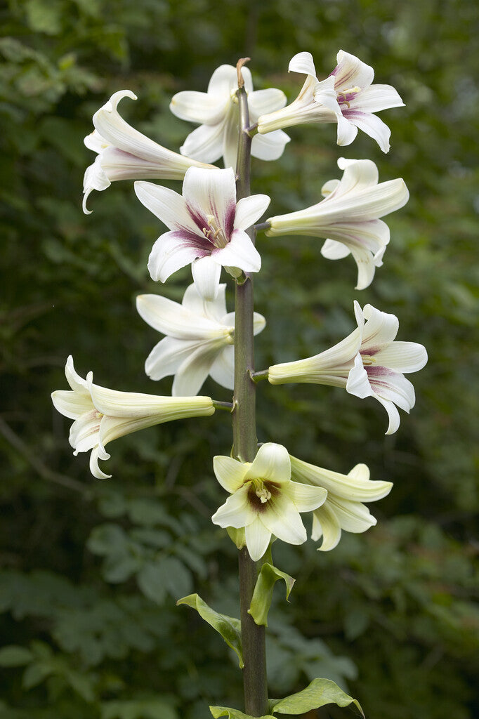Cardiocrinum Flower Seeds White – Heirloom, Non-GMO, High Germination Organic Garden Seeds
