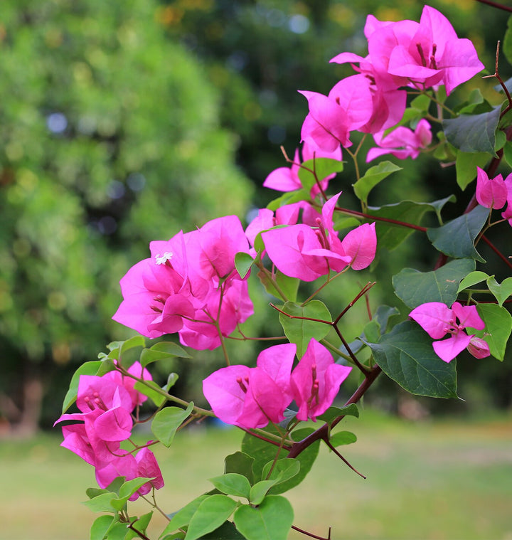 Pink Bougainvillea Flower Seeds Heirloom Non-GMO High Germination Organic Garden Seeds for Planting