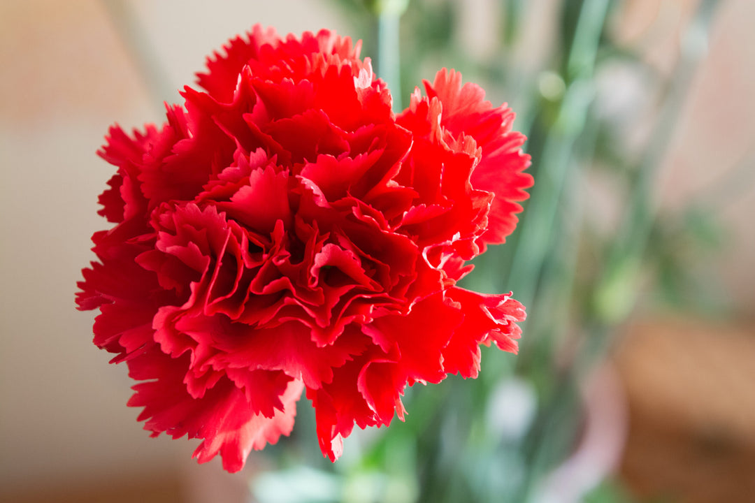Red Carnation Flower Seeds – Heirloom, Non-GMO, High Germination Organic Seeds