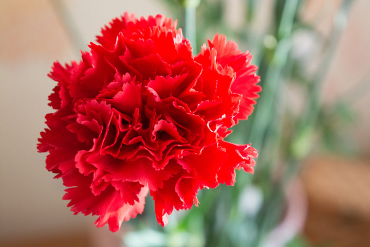 Red Carnation Flower Seeds – Heirloom, Non-GMO, High Germination Organic Seeds