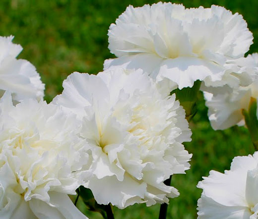 Carnation Flower Seeds White – Heirloom, Non-GMO, High Germination Seeds