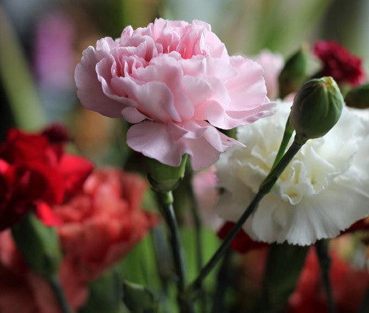 Light Pink Carnation Flower Seeds – Heirloom, Non-GMO, High Germination Seeds