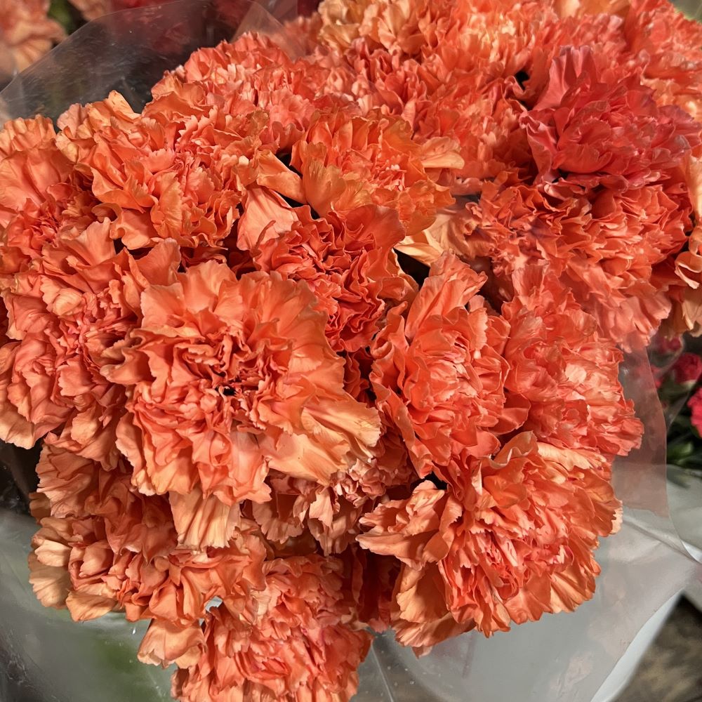 Orange Carnation Flower Seeds – Heirloom, Non-GMO, High Germination Garden Seeds