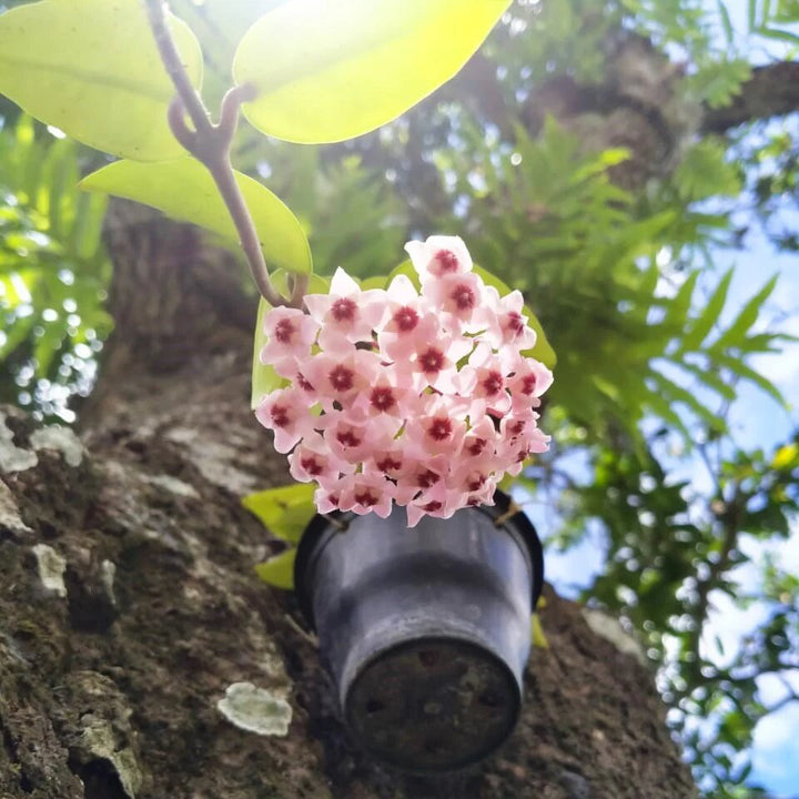 Light Pink Carnosa Flower Seeds – Heirloom, Non-GMO, High Germination Seeds
