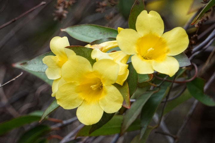 Gelsemium sempervirens Flower Seeds – Heirloom, Non-GMO, High Germination
