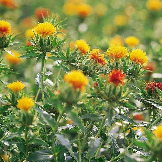 carthamustinctoriusannualherbflowerheirloomnongmohighgerminationorganicgarden flower seeds