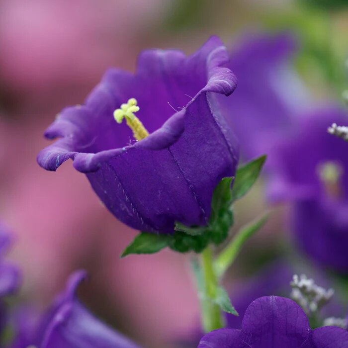 Campanula Flower Seeds Violet – Heirloom, Non-GMO, High Germination Organic Seeds