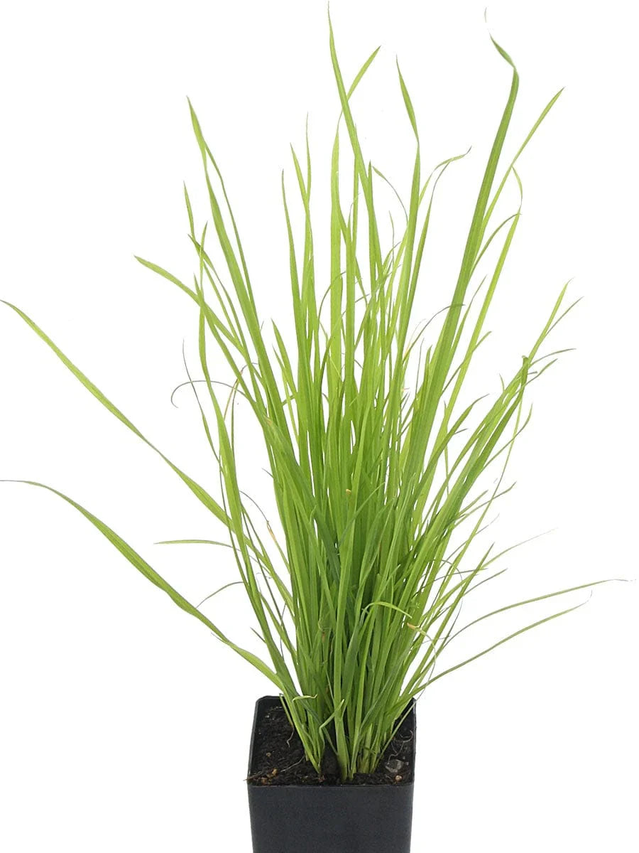 Grass Dactylis herb seeds