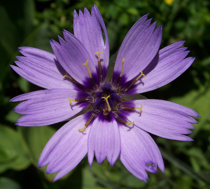 Heliopsis Flower Seeds Purple – Heirloom, Non-GMO, High Germination Seeds