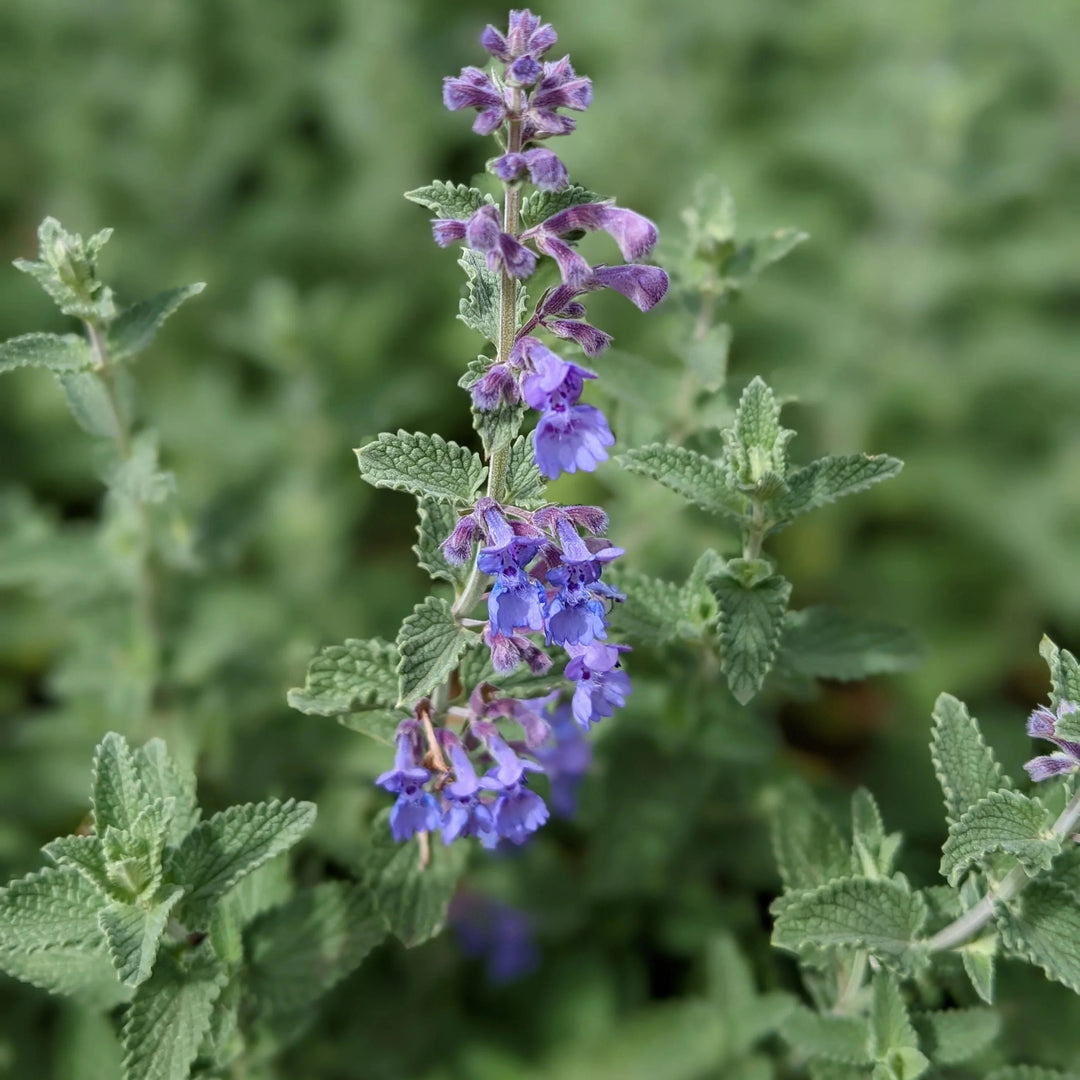 Catmint Tea herb seeds