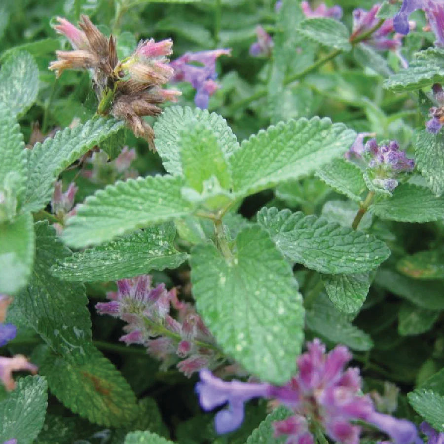 Green Cat herb seeds
