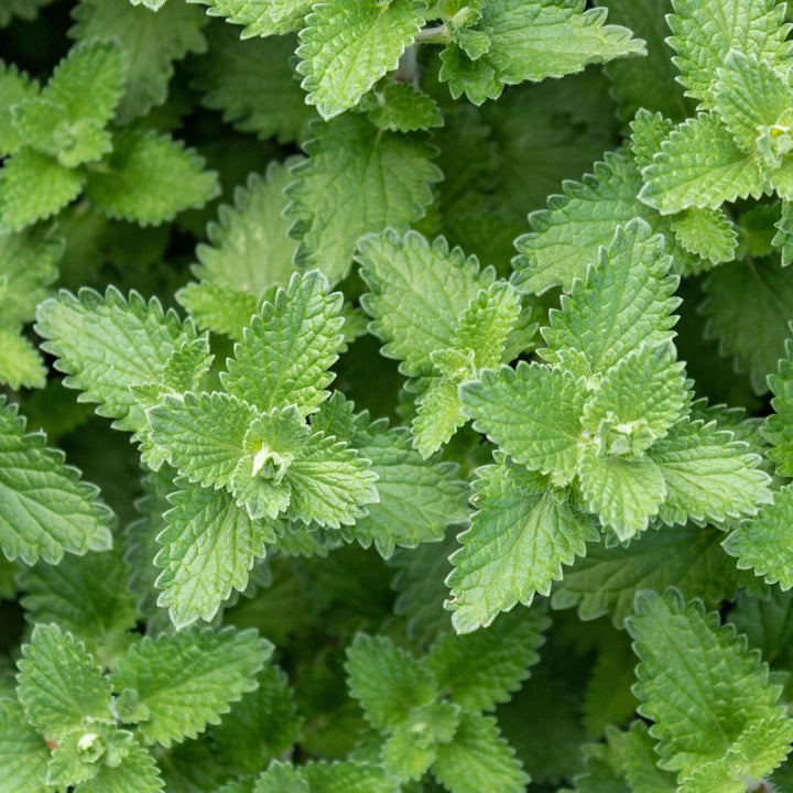 Camphor Catnip (Nepeta camphorata) Seeds for Planting – Heirloom, Non-GMO, High Germination Seeds