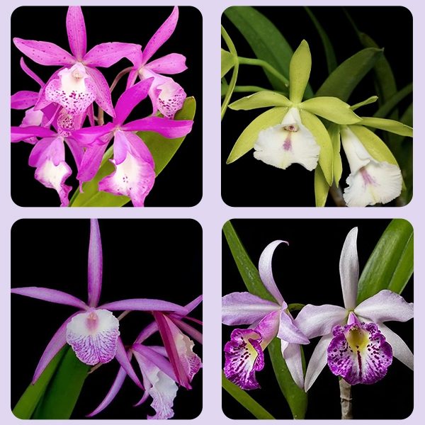 Mixed Cattleya Flower Seeds – Heirloom, Non-GMO, High Germination Seeds for Planting