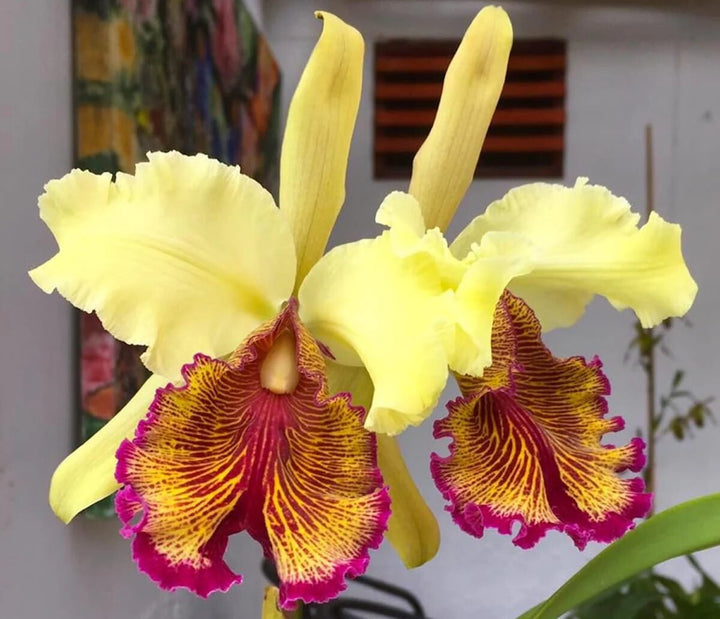 Yellow Pink Cattleya Flower Seeds for Planting – Heirloom Non-GMO High Germination