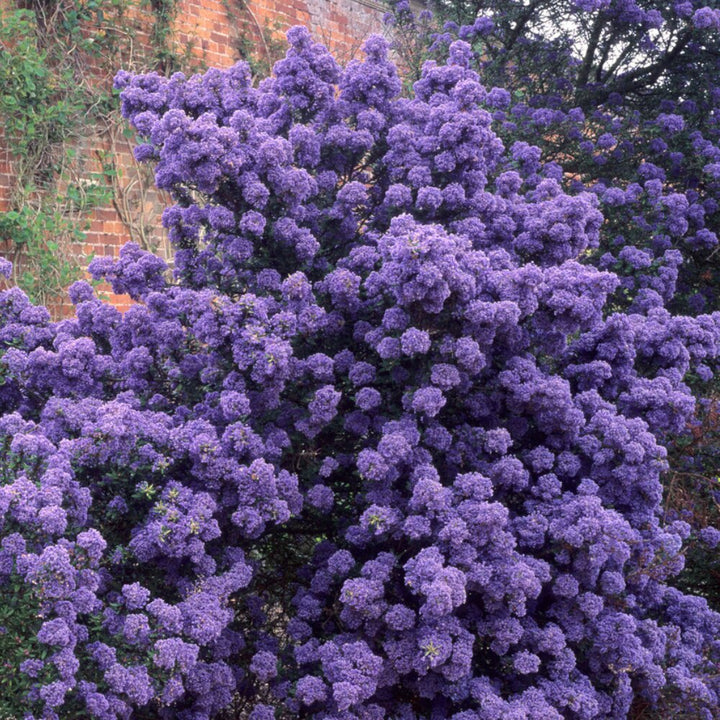 Purple Ceanothus Flower Seeds for Planting – Heirloom Non-GMO High Germination Seeds