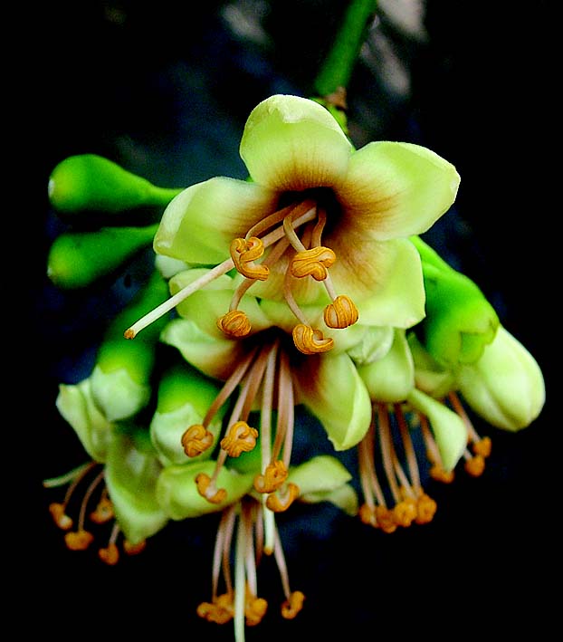 Grüne Ceiba Pentandra Blumensamen – Heirloom, gentechnikfrei, hohe Keimrate