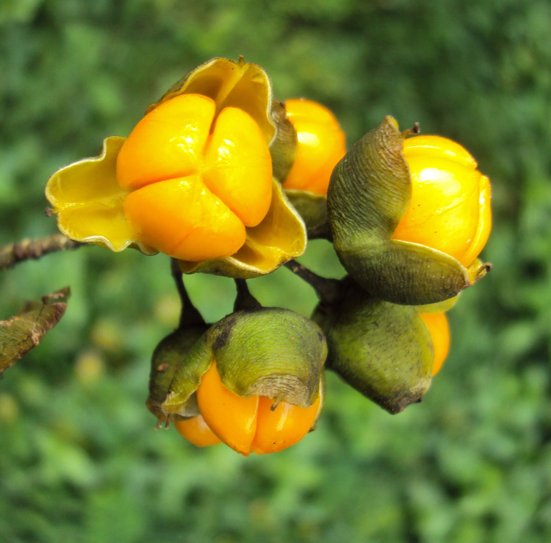 Intellect Tree herb seeds