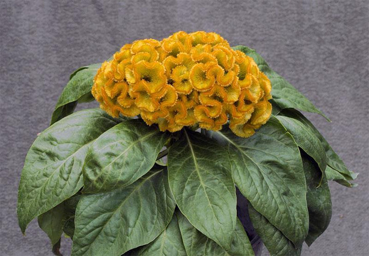 Celosia Flower Seeds Yellow for Planting – Heirloom Non-GMO High Germination Seeds