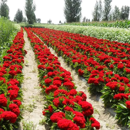 celosiachildsiigroupvigorousgrowthflowerannualherbflowerheirloomnongmohighgerminationorganicgarden flower seeds