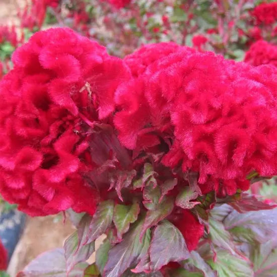 celosiacristatalimnannualherbflowerheirloomnongmohighgerminationorganicgarden flower seeds