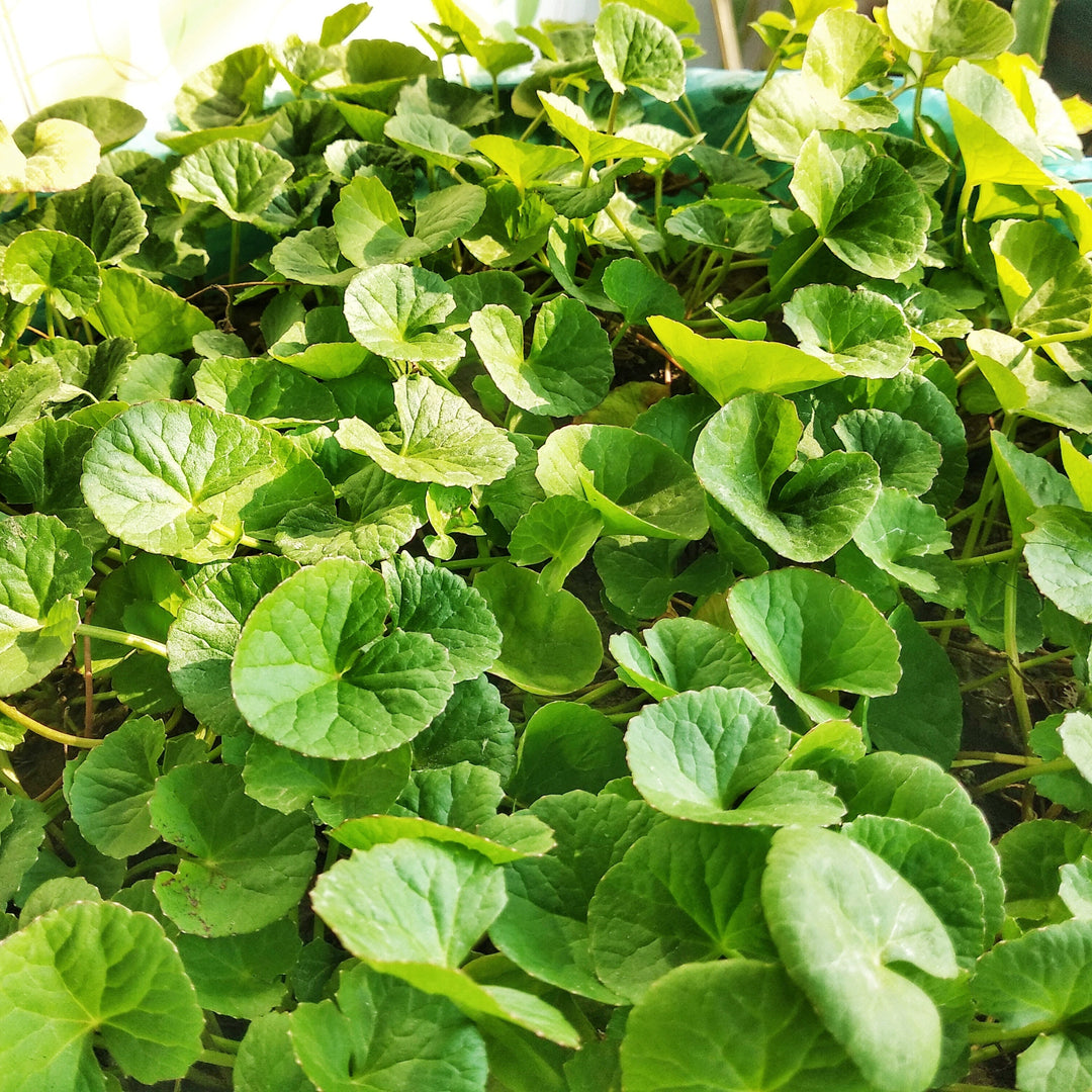 Spadeleaf Centella herb seeds