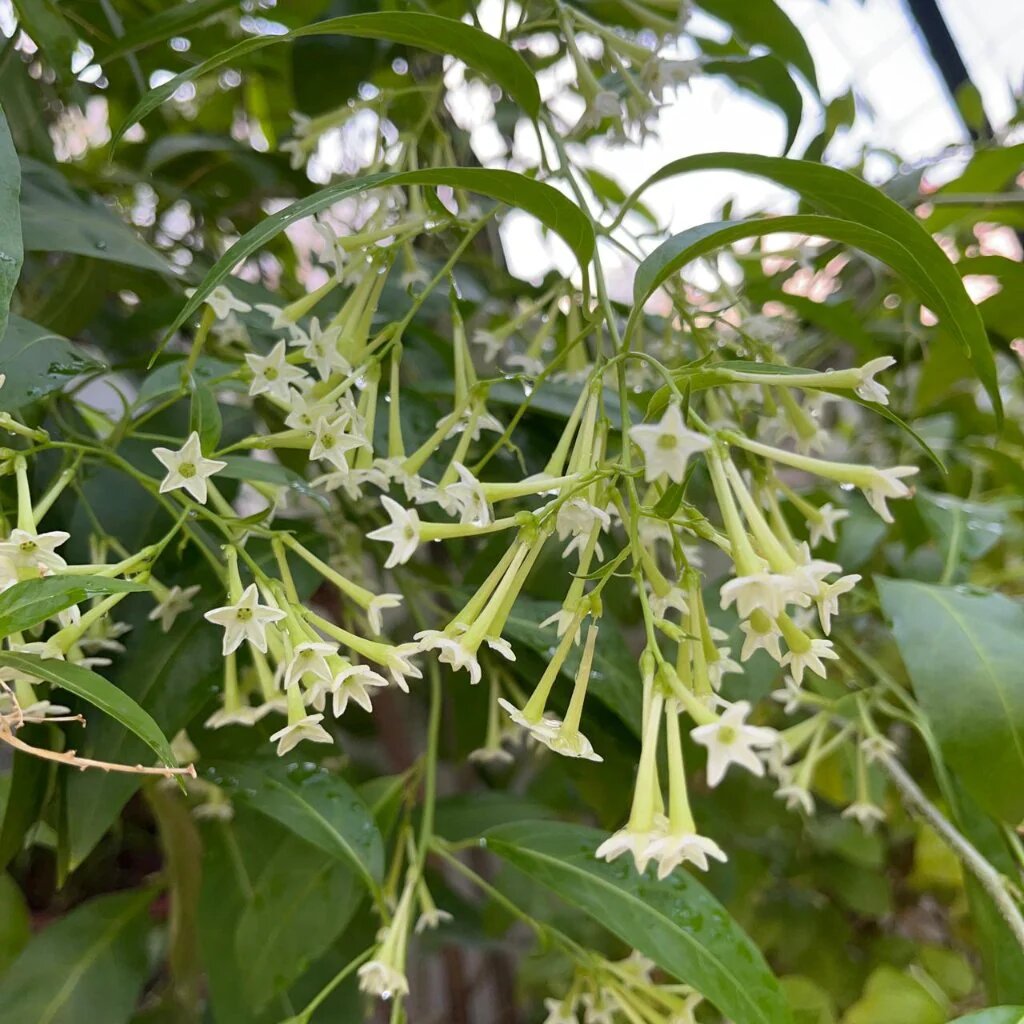 White Night Jasmine Flower Seeds – Heirloom, Non-GMO, High Germination Seeds