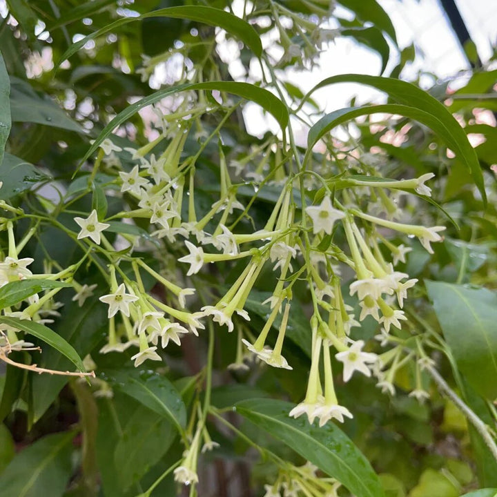 White Night Jasmine Flower Seeds – Heirloom, Non-GMO, High Germination Seeds