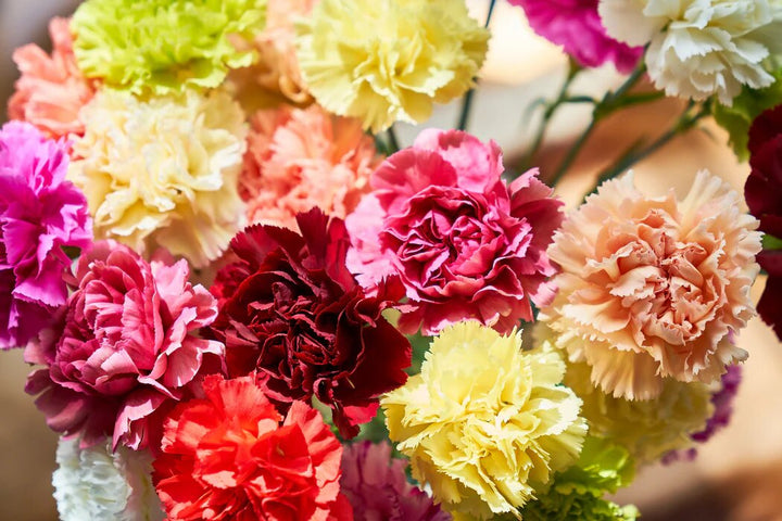 Dianthus Caryophyllus Flower Seeds Mixed – Heirloom, Non-GMO, High Germination Organic Garden Seeds
