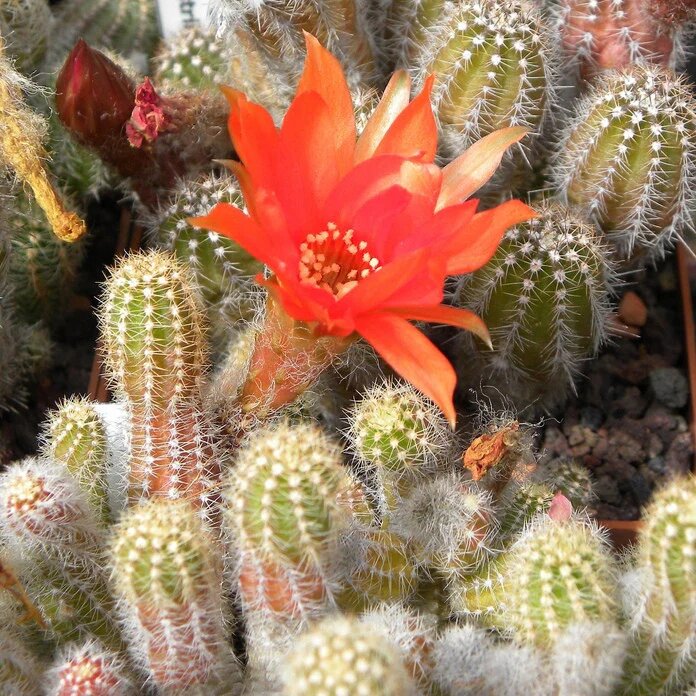 Semillas de flores de Chamaecereus rojo – Semillas reliquia no transgénicas de alta germinación