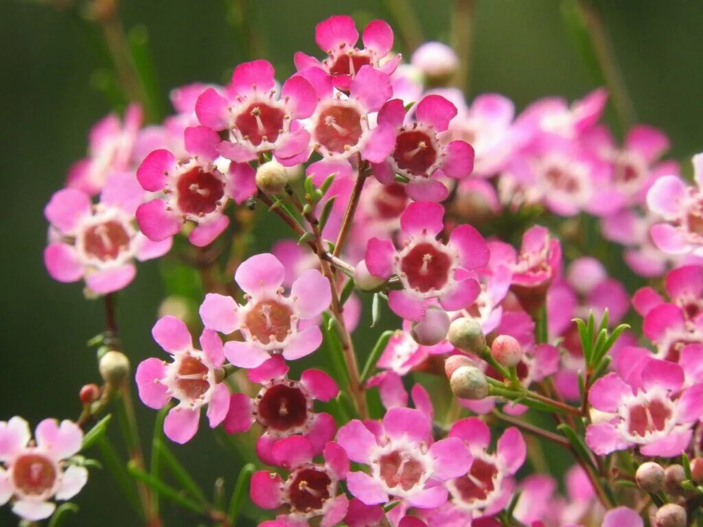 Semillas de flores de Chamelaucium rosa para plantar – Semillas cimera no transgénicas de alta germinación