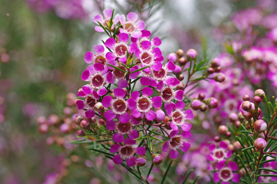 Semillas de flores de Chamelaucium rosa para plantar – Semillas cimera no transgénicas de alta germinación