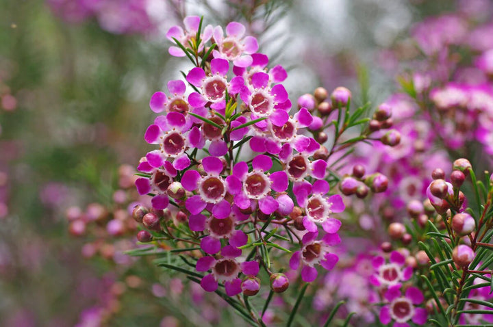 Semillas de flores de Chamelaucium rosa para plantar – Semillas cimera no transgénicas de alta germinación