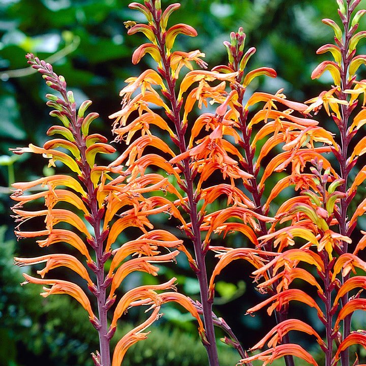 Orange Chasmanthe Ornamental Plant Seeds for Planting - Heirloom, Non-GMO, High Germination Organic Garden Seeds