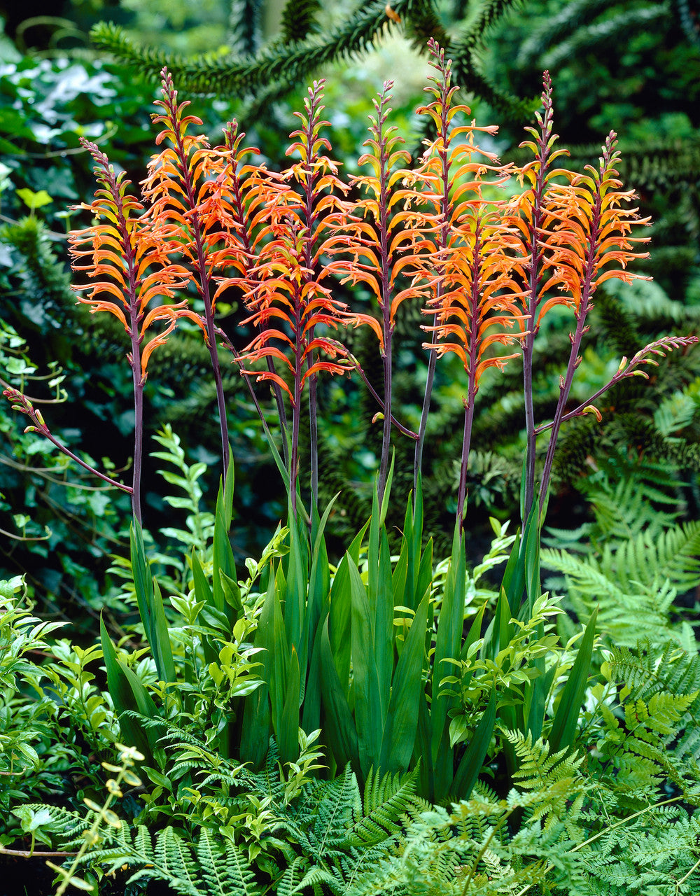 Orange Chasmanthe herb seeds