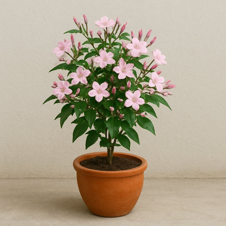 Semillas de Jazmín Rosado – Cepa Pura, No-GMO, Semillas de Alta Germinación