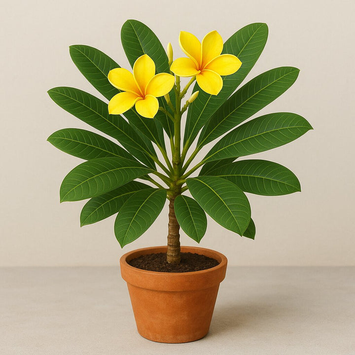 Champa Flower Seeds Yellow – Heirloom, Non-GMO, High Germination Seeds