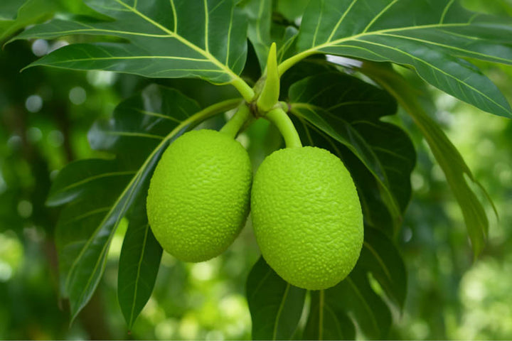Bread Fruit Seeds for Planting – Heirloom Non-GMO, High Germination Organic Garden Seeds