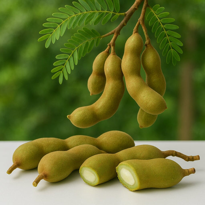 Green Tamarind Tree Seeds for Planting - Tropical Tree Seeds